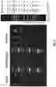 Fig. 07 - Genetically modified non-human animal with human or chimeric PD-L1