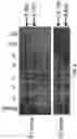 Fig. 09 - Genetically modified non-human animal with human or chimeric PD-L1