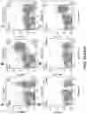 Fig. 18 - Genetically modified non-human animal with human or chimeric PD-L1
