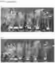 Fig. 09 - Methods and compositions for modifying plant growth and reducing water consumption by plants
