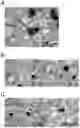 Fig. 01 - Functional chocolate