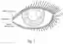 Fig. 02 - Artificial lash extensions