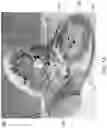 Fig. 02 - Transformable baby activity center with arch