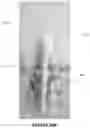 Fig. 25 - DISPLAY STAND