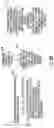 Fig. 12 - Dynamic 129Xe gas exchange spectroscopy