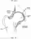 Fig. 07 - Method and apparatus for re-attaching the labrum to the acetabulum, including the provision and use of a novel suture anchor system