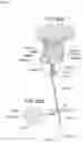 Fig. 22 - Prosthetic heart valve and systems and methods for delivering the same