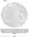Fig. 03 - Growth factor transduced cell-loaded ceramic scaffold for bone regeneration and repair