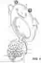 Fig. 05 - TEETHER
