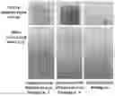 Fig. 01 - Makeup cosmetic composition containing capsules containing pigments