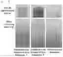 Fig. 02 - Makeup cosmetic composition containing capsules containing pigments