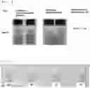 Fig. 04 - Makeup cosmetic composition containing capsules containing pigments