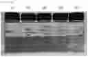 Fig. 05 - Makeup cosmetic composition containing capsules containing pigments
