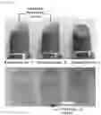 Fig. 08 - Makeup cosmetic composition containing capsules containing pigments