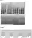 Fig. 10 - Capsules comprising pigments, and method for producing same
