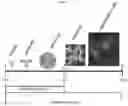 Fig. 02 - STABLE MACROEMULSION FOR ORAL DELIVERY OF SOLUBILIZED PEPTIDES, PROTEIN, AND CELLULAR THERAPEUTICS