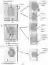 Fig. 05 - STABLE MACROEMULSION FOR ORAL DELIVERY OF SOLUBILIZED PEPTIDES, PROTEIN, AND CELLULAR THERAPEUTICS
