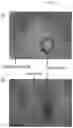 Fig. 06 - STABLE MACROEMULSION FOR ORAL DELIVERY OF SOLUBILIZED PEPTIDES, PROTEIN, AND CELLULAR THERAPEUTICS