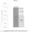 Fig. 15 - STABLE MACROEMULSION FOR ORAL DELIVERY OF SOLUBILIZED PEPTIDES, PROTEIN, AND CELLULAR THERAPEUTICS