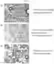 Fig. 18 - STABLE MACROEMULSION FOR ORAL DELIVERY OF SOLUBILIZED PEPTIDES, PROTEIN, AND CELLULAR THERAPEUTICS