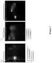 Fig. 04 - Liposomal particles, methods of making same and uses thereof