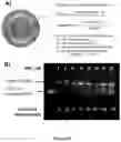 Fig. 13 - Liposomal particles, methods of making same and uses thereof