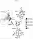 Fig. 08 - Inhibition of respiratory complex III by ligands that interact with a regulatory switch