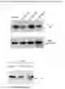 Fig. 07 - Metformin glycinate, pharmaceutical compositions comprising the same, and methods of using the same