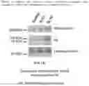 Fig. 10 - Metformin glycinate, pharmaceutical compositions comprising the same, and methods of using the same