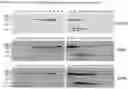 Fig. 15 - Metformin glycinate, pharmaceutical compositions comprising the same, and methods of using the same