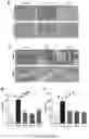 Fig. 06 - COMPOSITIONS AND METHODS FOR TREATMENT OF INFLAMMATORY AUTOIMMUNE DISEASES