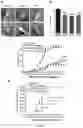 Fig. 08 - COMPOSITIONS AND METHODS FOR TREATMENT OF INFLAMMATORY AUTOIMMUNE DISEASES