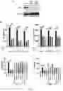 Fig. 12 - COMPOSITIONS AND METHODS FOR TREATMENT OF INFLAMMATORY AUTOIMMUNE DISEASES