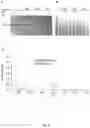 Fig. 14 - COMPOSITIONS AND METHODS FOR TREATMENT OF INFLAMMATORY AUTOIMMUNE DISEASES