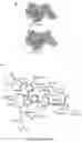 Fig. 16 - COMPOSITIONS AND METHODS FOR TREATMENT OF INFLAMMATORY AUTOIMMUNE DISEASES