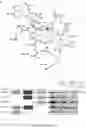 Fig. 17 - COMPOSITIONS AND METHODS FOR TREATMENT OF INFLAMMATORY AUTOIMMUNE DISEASES