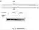 Fig. 18 - COMPOSITIONS AND METHODS FOR TREATMENT OF INFLAMMATORY AUTOIMMUNE DISEASES