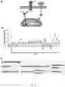 Fig. 22 - COMPOSITIONS AND METHODS FOR TREATMENT OF INFLAMMATORY AUTOIMMUNE DISEASES