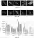 Fig. 13 - Combination of a DNA condensation-inducing compound and an Eis inhibitor for antibiotic treatment