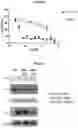 Fig. 09 - Imipridones for gliomas