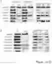 Fig. 07 - Method of treating a methionine-dependent cancer
