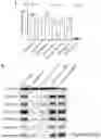 Fig. 11 - Method of treating a methionine-dependent cancer