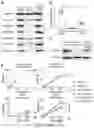 Fig. 19 - Method of treating a methionine-dependent cancer