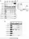 Fig. 20 - Method of treating a methionine-dependent cancer