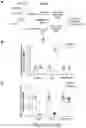 Fig. 24 - Method of treating a methionine-dependent cancer