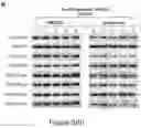Fig. 28 - Method of treating a methionine-dependent cancer
