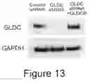 Fig. 64 - Method of treating a methionine-dependent cancer