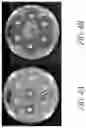 Fig. 05 - Bismuth-thiols as antiseptics for biomedical uses, including treatment of bacterial biofilms and other uses