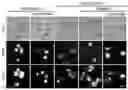 Fig. 01 - ORAL ANTICANCER PRODRUGS, THEIR PREPARATION METHODS AND APPLICATIONS