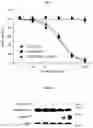Fig. 06 - ORAL ANTICANCER PRODRUGS, THEIR PREPARATION METHODS AND APPLICATIONS